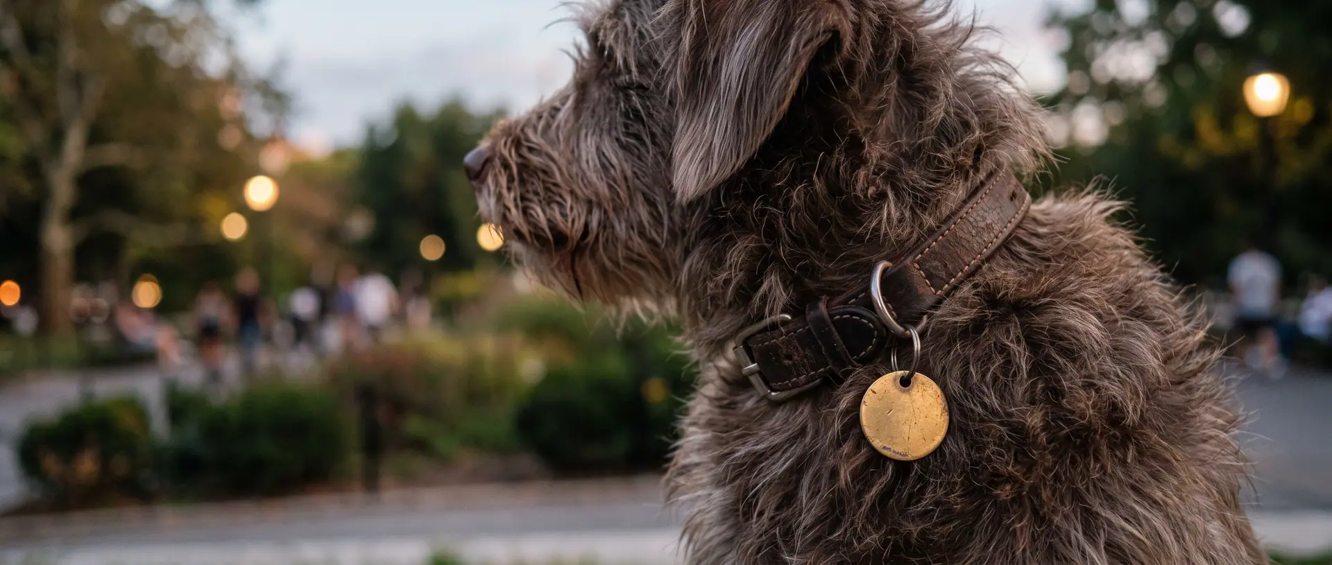 Close-up of a plain metal tag hanging from a dog’s collar at dusk.